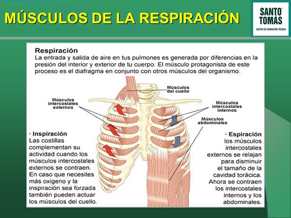 Musculos que intervienen en el proceso de la inspiracion